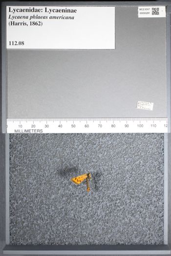 Media type: image;   Entomology 50281